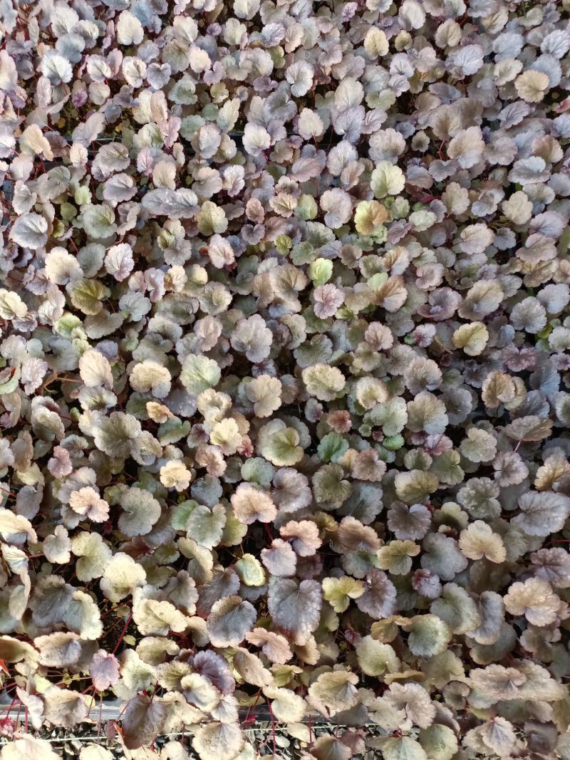 矾根苗，矾根小苗，矾根组培苗，矾根穴盘苗，大量供应采购