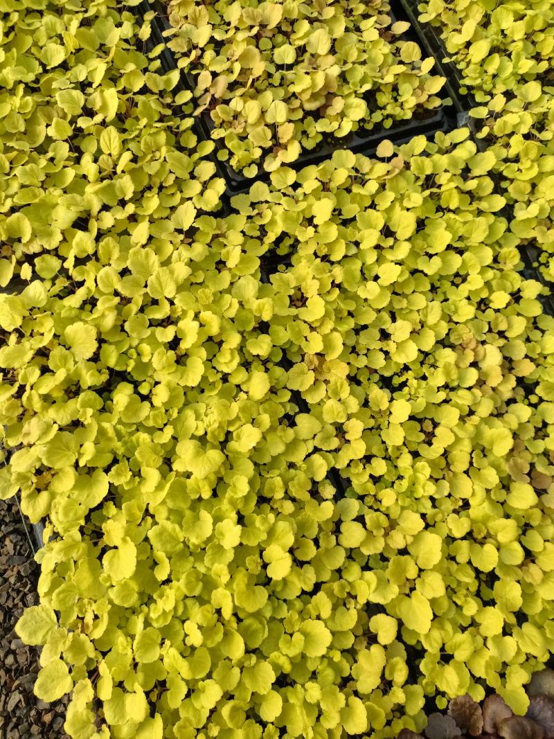 矾根苗，矾根小苗，矾根组培苗，矾根穴盘苗，大量供应采购