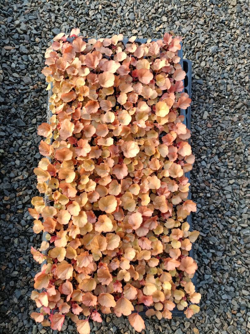 矾根苗，矾根小苗，矾根组培苗，矾根穴盘苗，大量供应采购