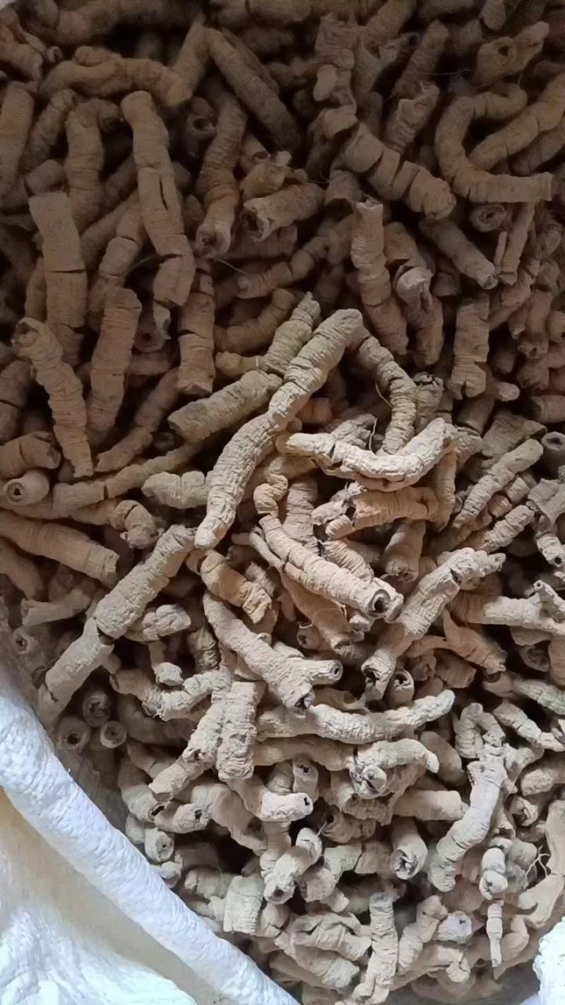 巴戟天(特标)精品中的精品，量少，要的可预定
