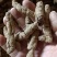 巴戟天(特标)精品中的精品，量少，要的可预定