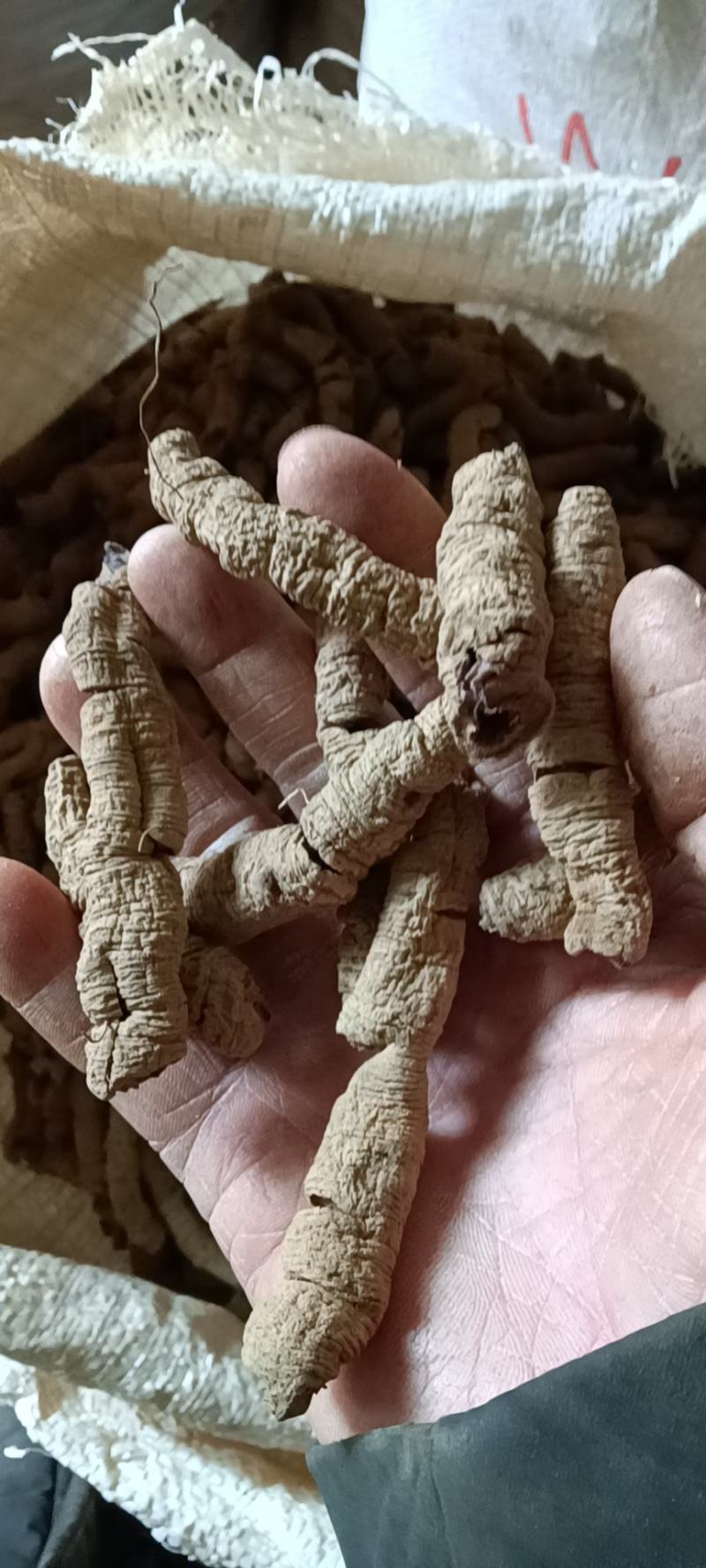 巴戟天(特标)精品中的精品，量少，要的可预定