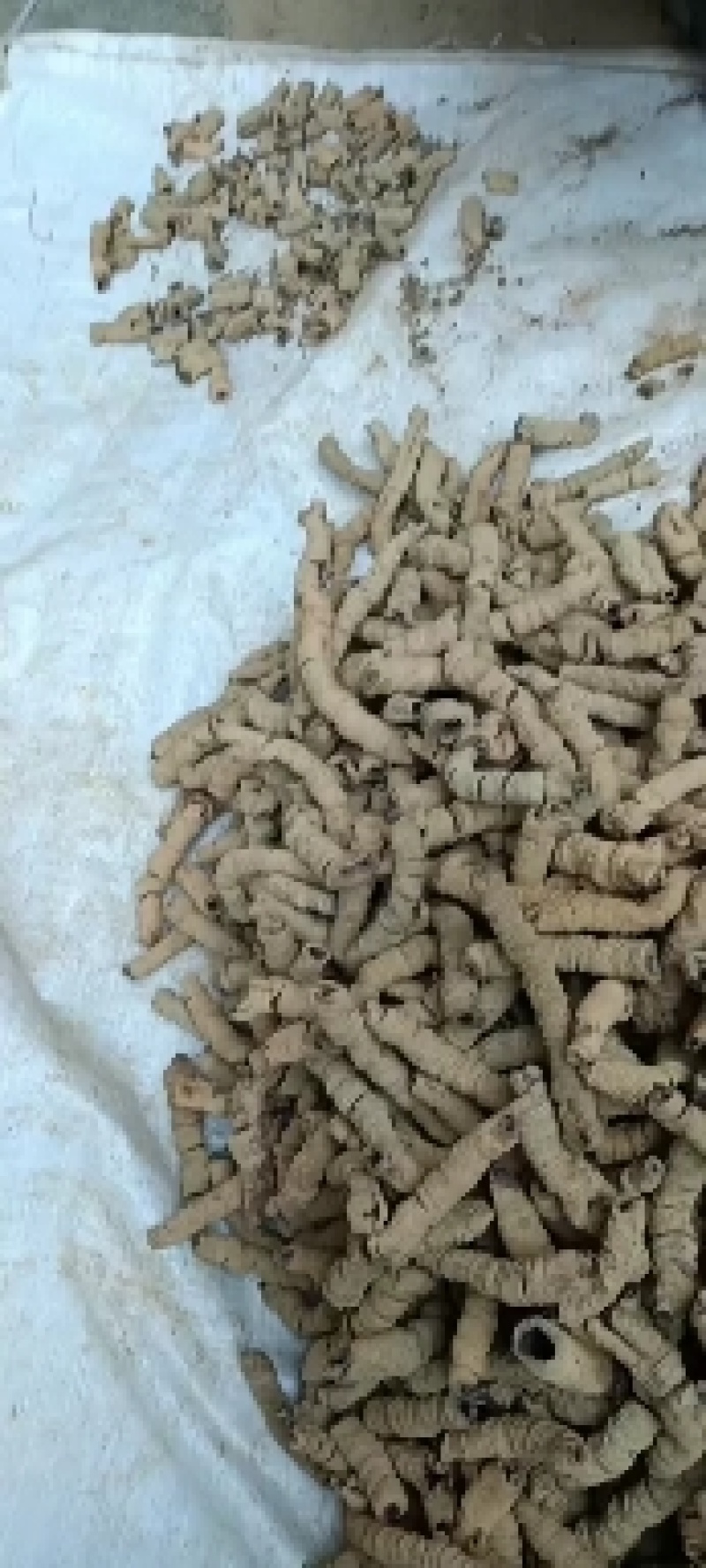 巴戟天(特标)精品中的精品，量少，要的可预定