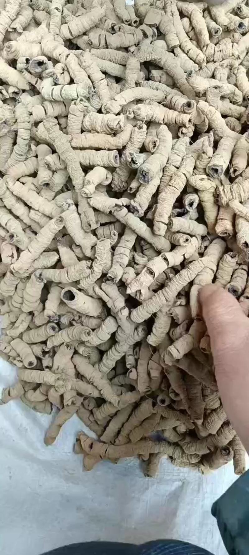 巴戟天(特标)精品中的精品，量少，要的可预定