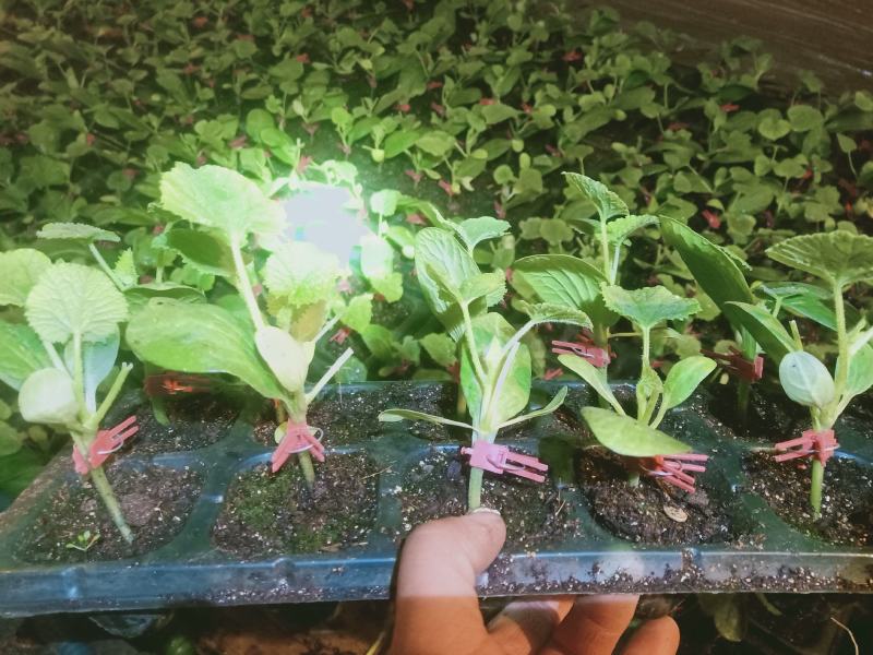 博洋九，绿宝星甜二十各种甜瓜苗及各种甜瓜种子
