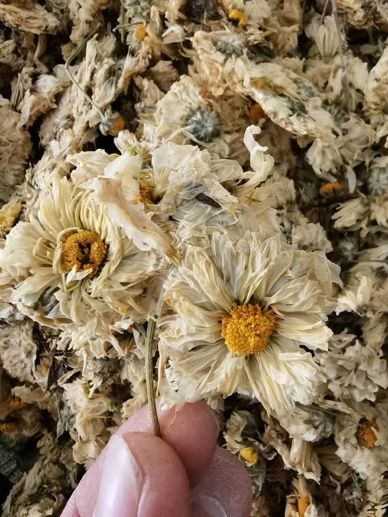 菊花怀菊花新货关书药业批发各种规格中药材