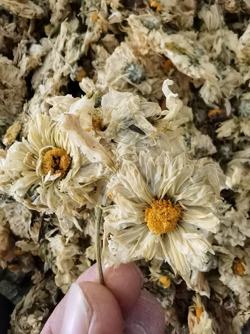 菊花怀菊花新货关书药业批发各种规格中药材