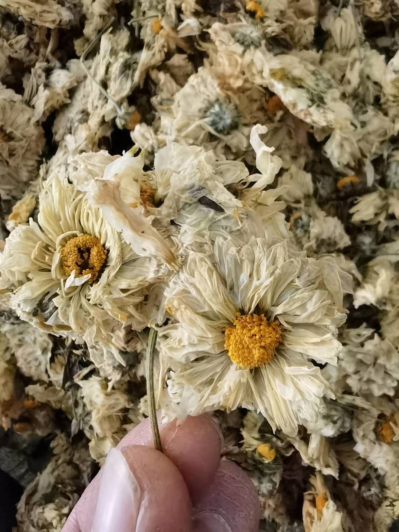 菊花怀菊花新货关书药业批发各种规格中药材