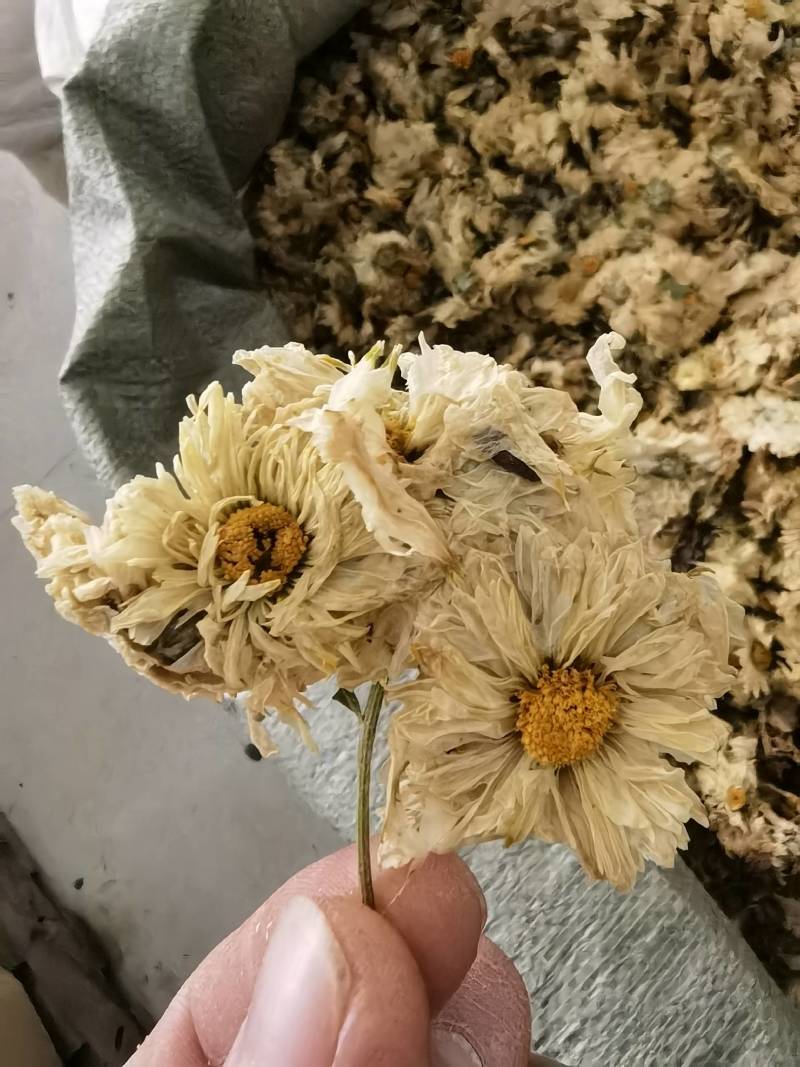 菊花怀菊花新货关书药业批发各种规格中药材
