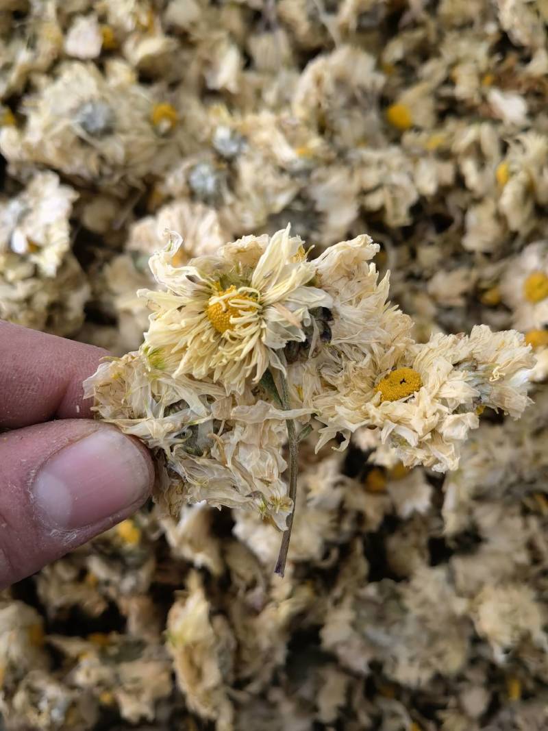 菊花怀菊花新货关书药业批发各种规格中药材