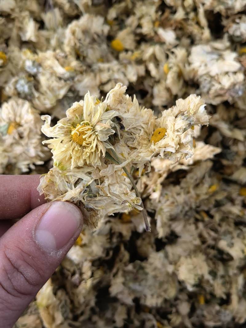 菊花怀菊花新货关书药业批发各种规格中药材