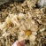 菊花怀菊花新货关书药业批发各种规格中药材