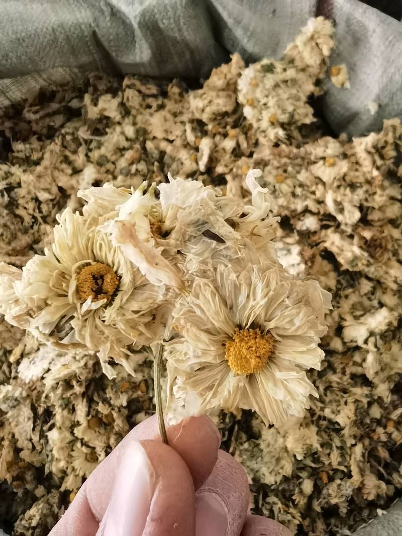 菊花怀菊花新货关书药业批发各种规格中药材