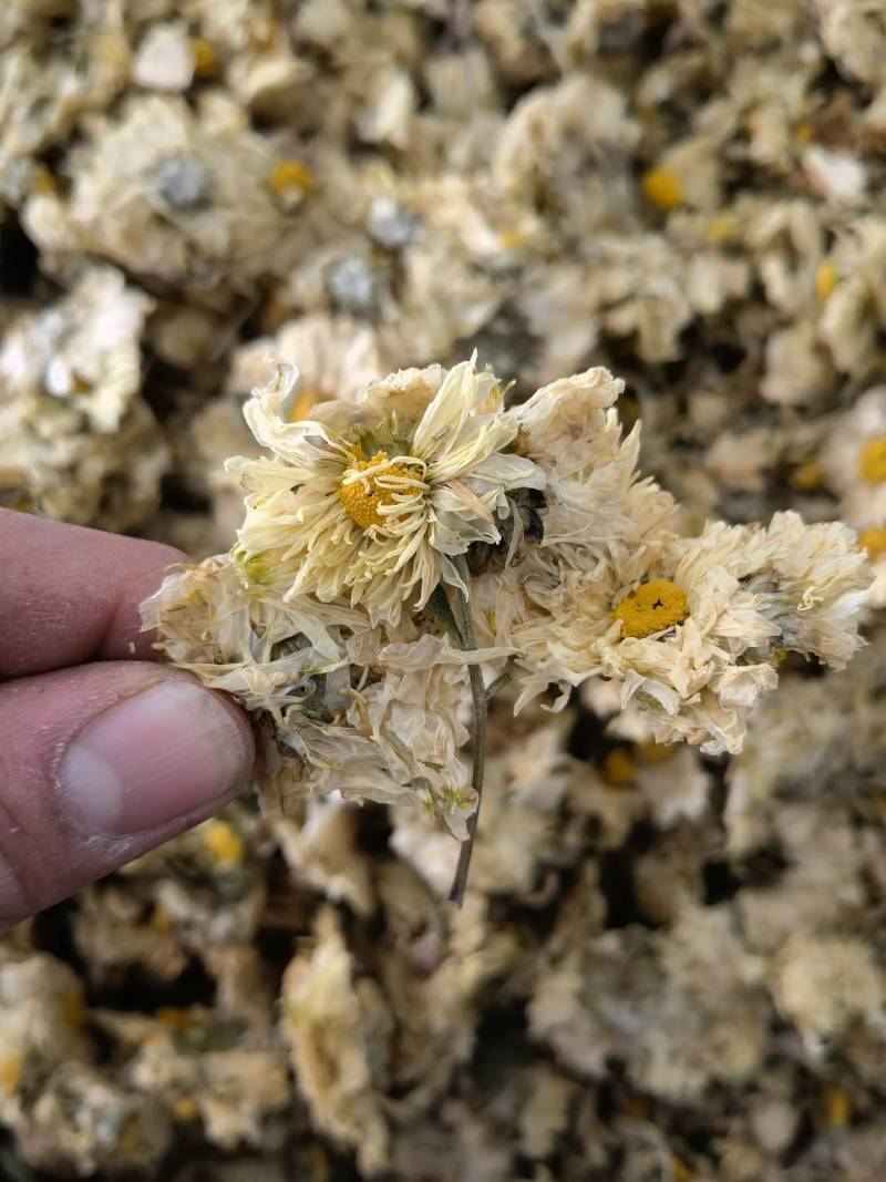 菊花怀菊花新货关书药业批发各种规格中药材