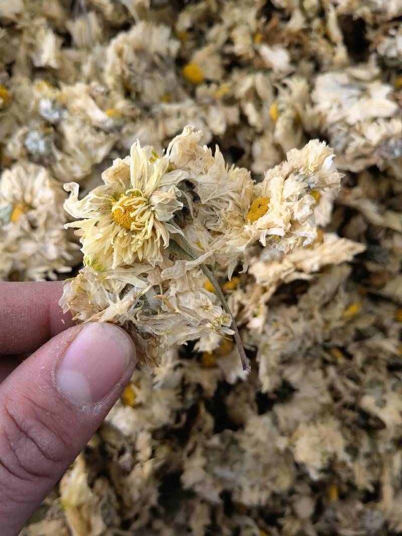 菊花怀菊花新货关书药业批发各种规格中药材