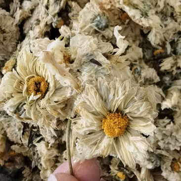菊花怀菊花新货关书药业批发各种规格中药材