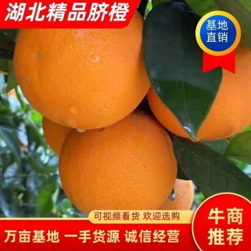 湖北秭归精品纽和尔脐橙供应中！果园面干净，个头均匀！