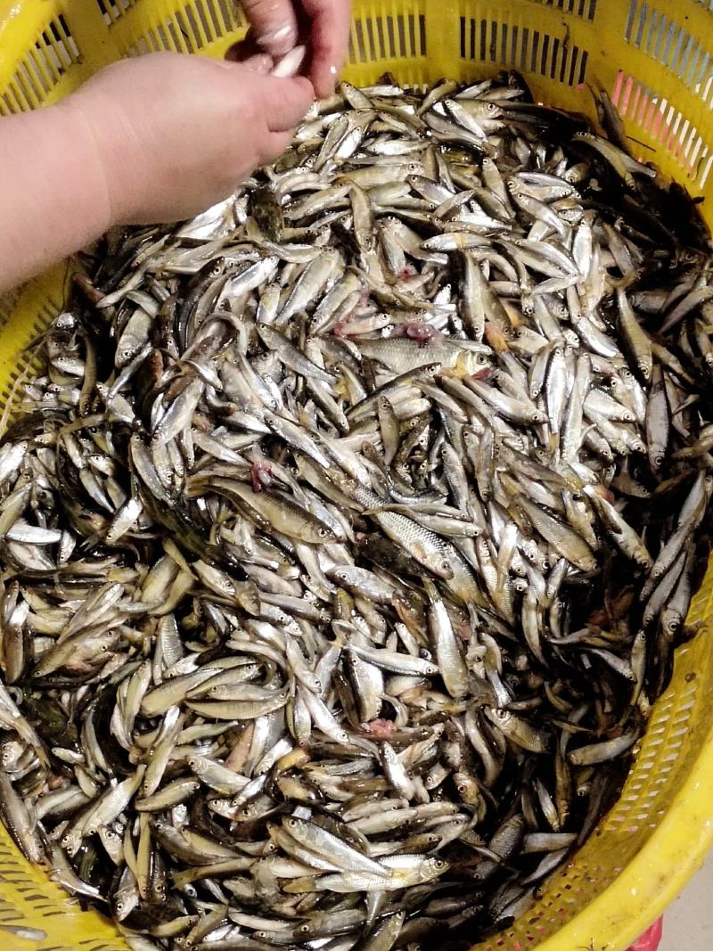 青龙县小白鱼