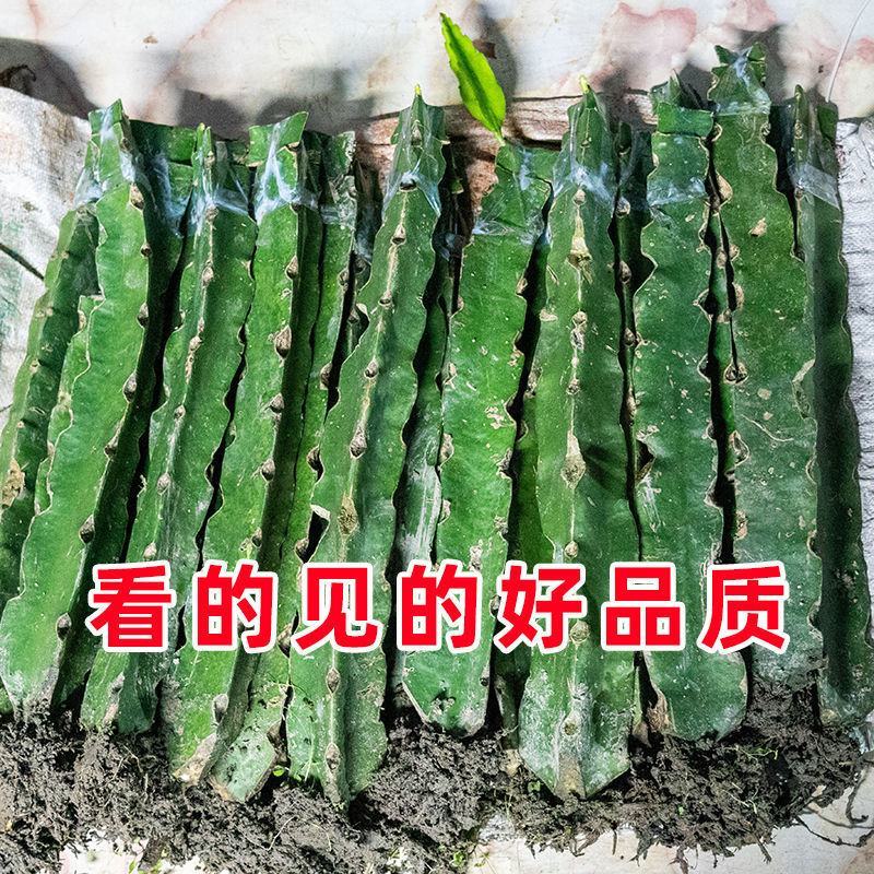 火龙果苗果园盆栽火龙果树苗红心红肉火龙果苗带根发货