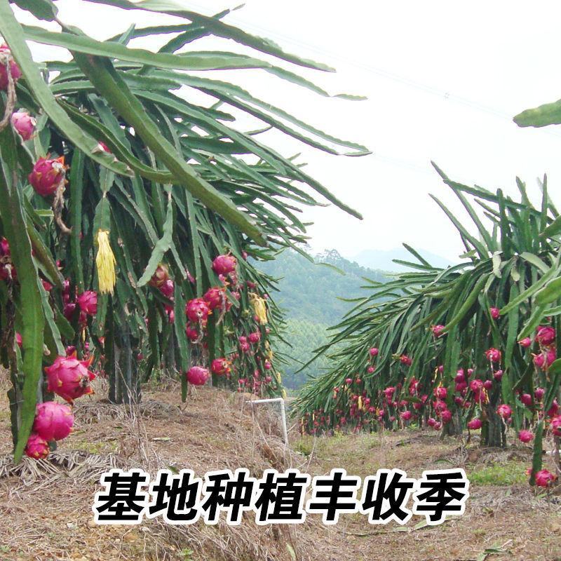火龙果苗果园盆栽火龙果树苗红心红肉火龙果苗带根发货