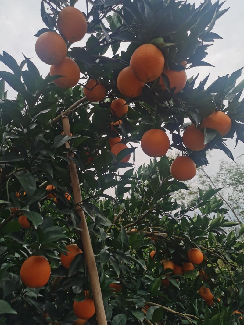 湖北秭归精品纽和尔脐橙供应中！果园面干净，个头均匀！