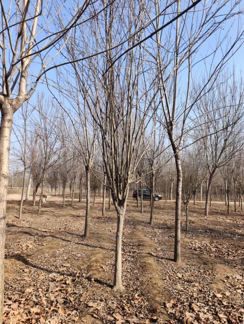 高低杆西府海棠规格齐全，质优价廉，800亩基地，品质保证
