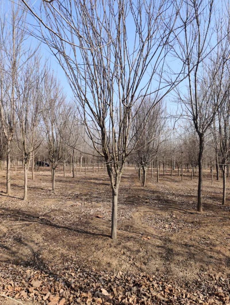 高低杆西府海棠规格齐全，质优价廉，800亩基地，品质保证