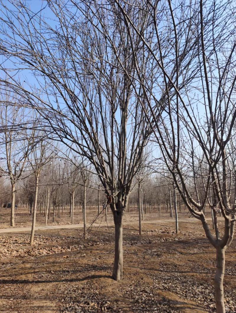 高低杆西府海棠规格齐全，质优价廉，800亩基地，品质保证