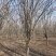 高低杆西府海棠规格齐全，质优价廉，800亩基地，品质保证