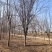 高低杆西府海棠规格齐全，质优价廉，800亩基地，品质保证