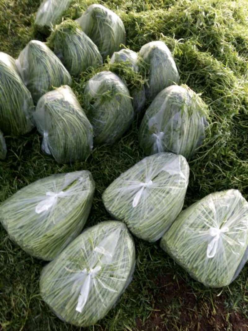 芦蒿，自产自销代办