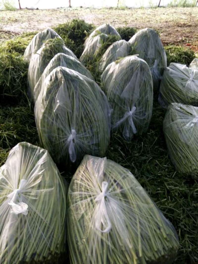 芦蒿，自产自销代办
