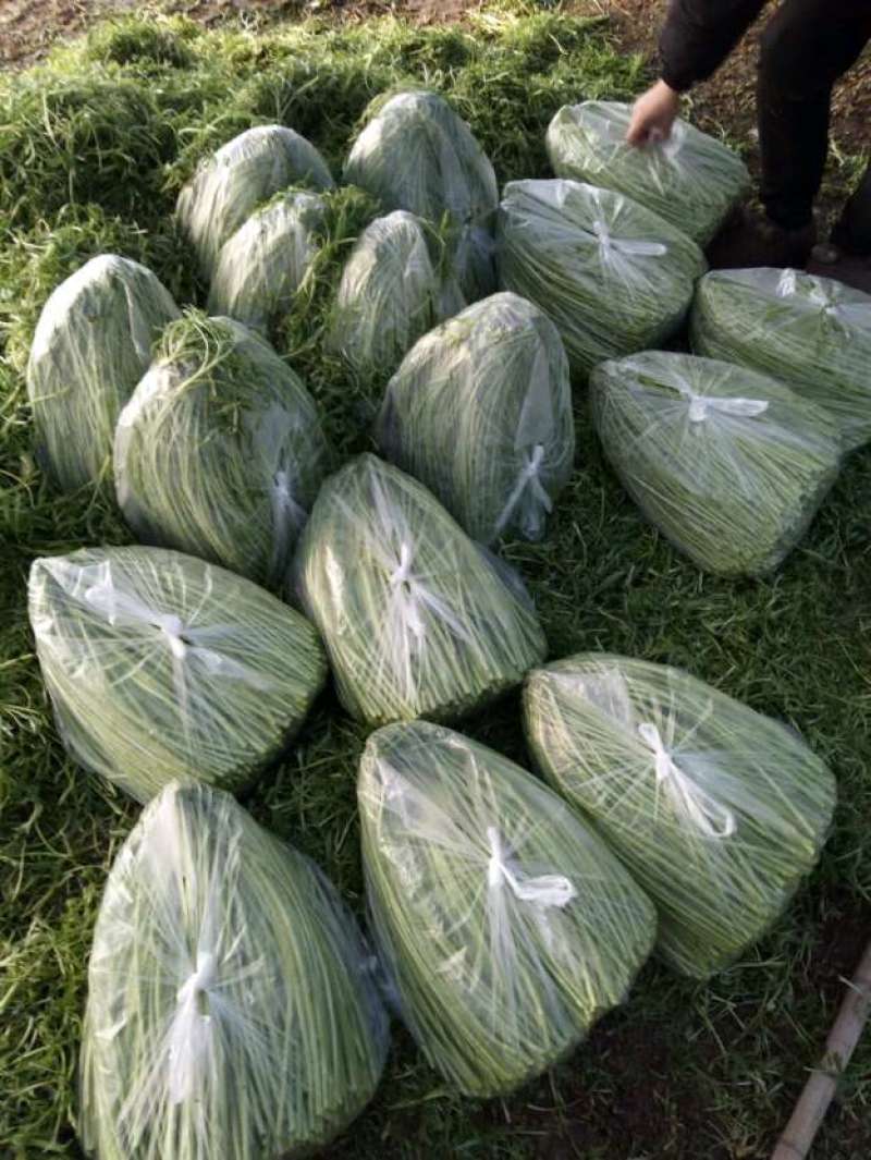 芦蒿，自产自销代办