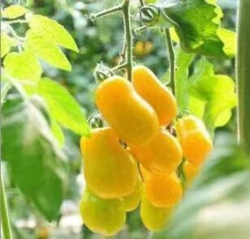 樱桃西红柿苗千玺贝贝釜山88夏日阳光草莓番茄