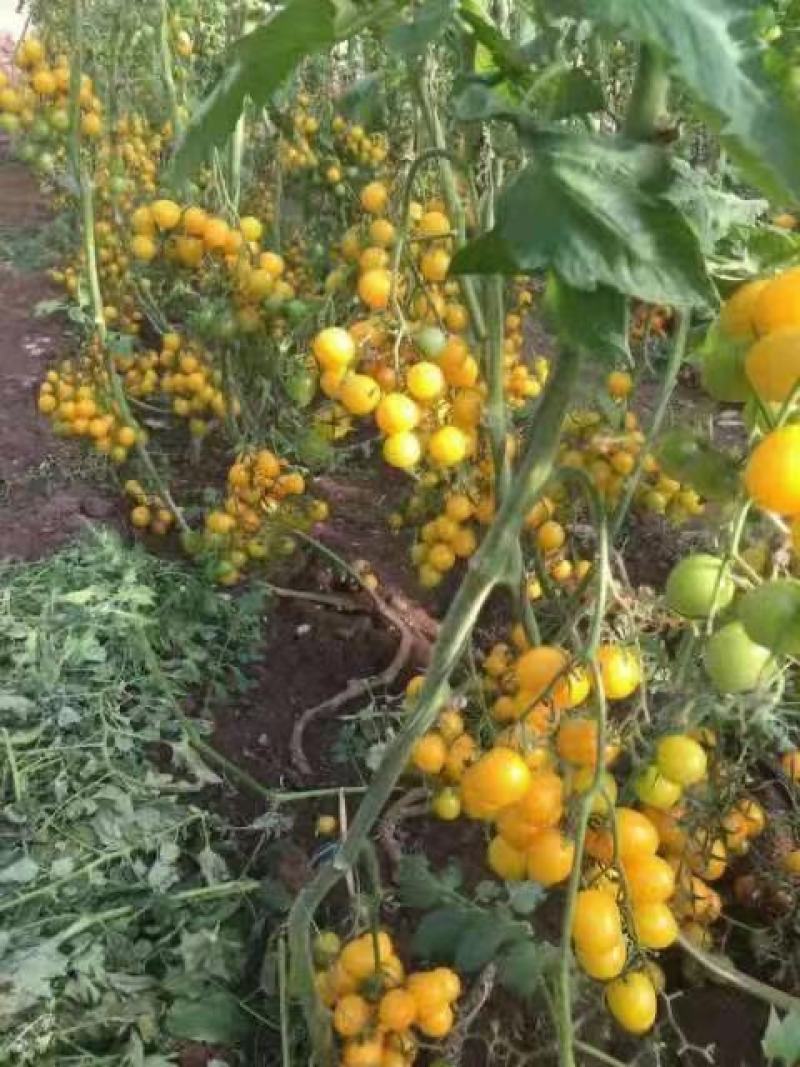 樱桃西红柿苗千玺贝贝釜山88夏日阳光草莓番茄