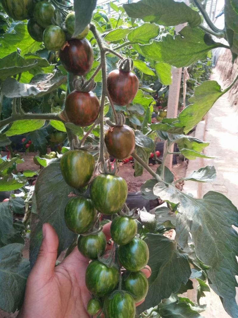 樱桃西红柿苗千玺贝贝釜山88夏日阳光草莓番茄