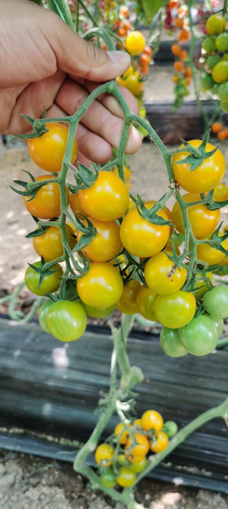 樱桃西红柿苗千玺贝贝釜山88夏日阳光草莓番茄