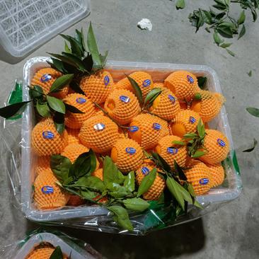 重庆奉节脐橙，纽荷尔，次果、高次、通货、选果。精品果，