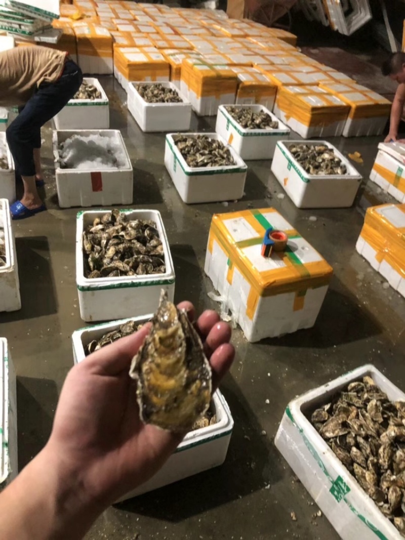 净化蚝鲜活生蚝全壳烧烤新鲜牡蛎半壳生蚝潮汕深海蚝
