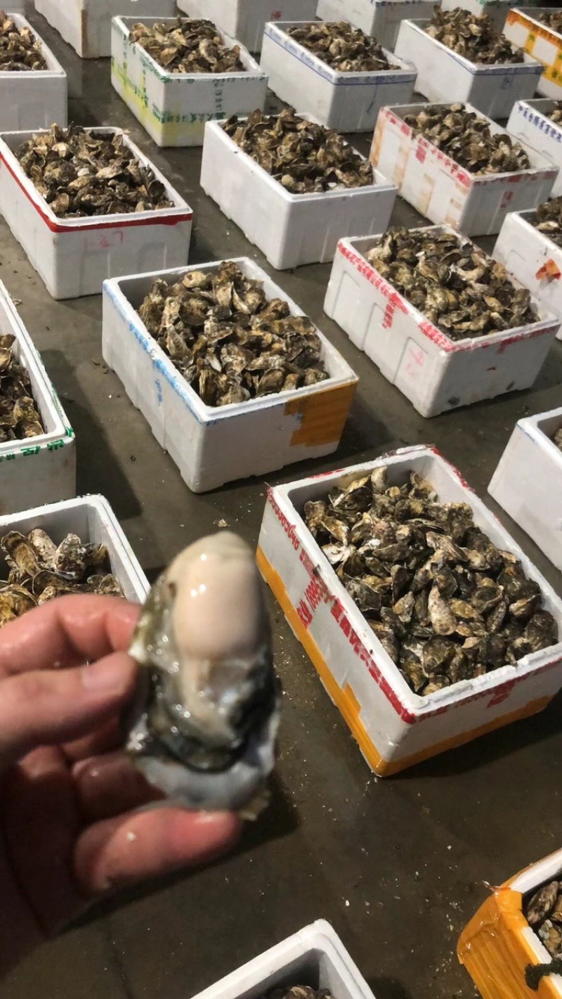 净化蚝鲜活生蚝全壳烧烤新鲜牡蛎半壳生蚝潮汕深海蚝