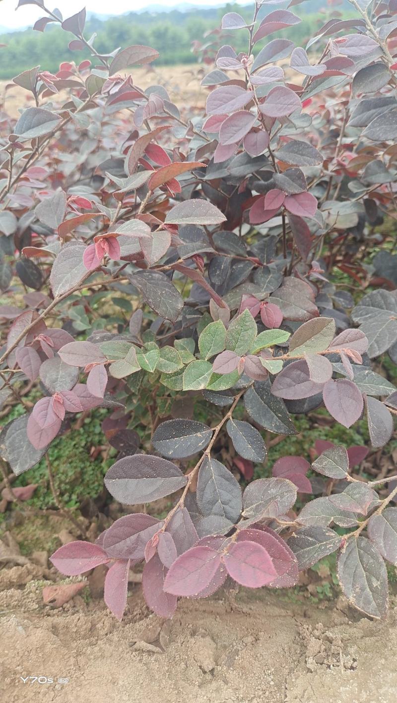 营养杯红继木苗高40厘米冠幅30杯子13/15厘米