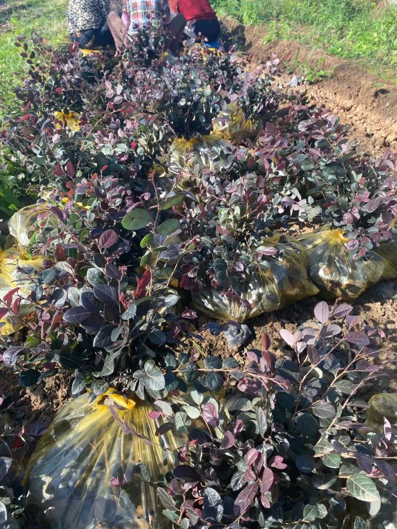 营养杯红继木苗高40厘米冠幅30杯子13/15厘米