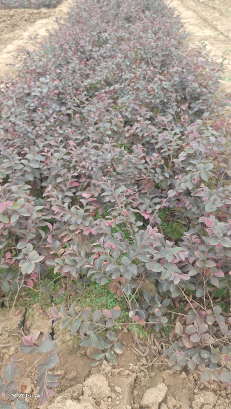 营养杯红继木苗高40厘米冠幅30杯子13/15厘米