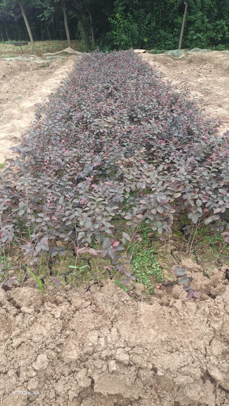 营养杯红继木苗高40厘米冠幅30杯子13/15厘米