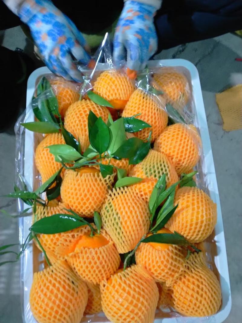 秭归伦晚脐橙正在上市中，个大皮薄入口即化易化渣！