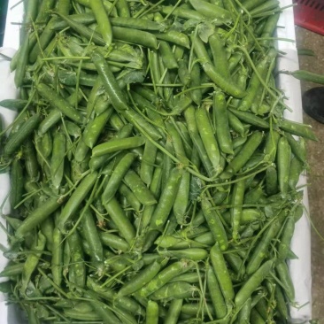 精品长寿仁
