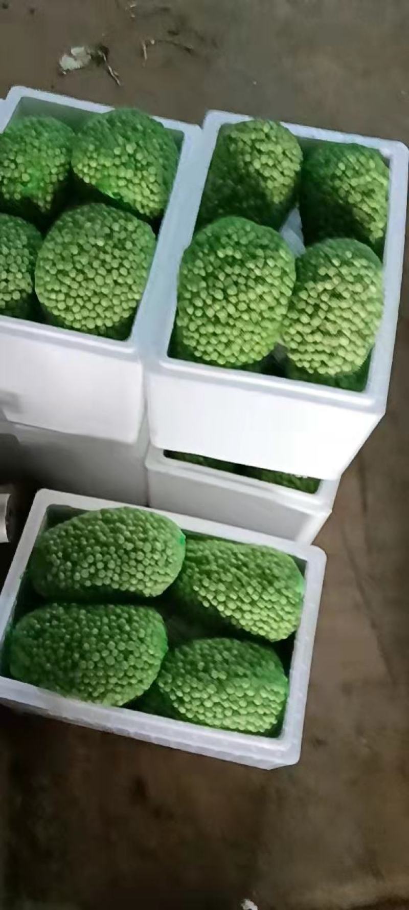 精品长寿仁