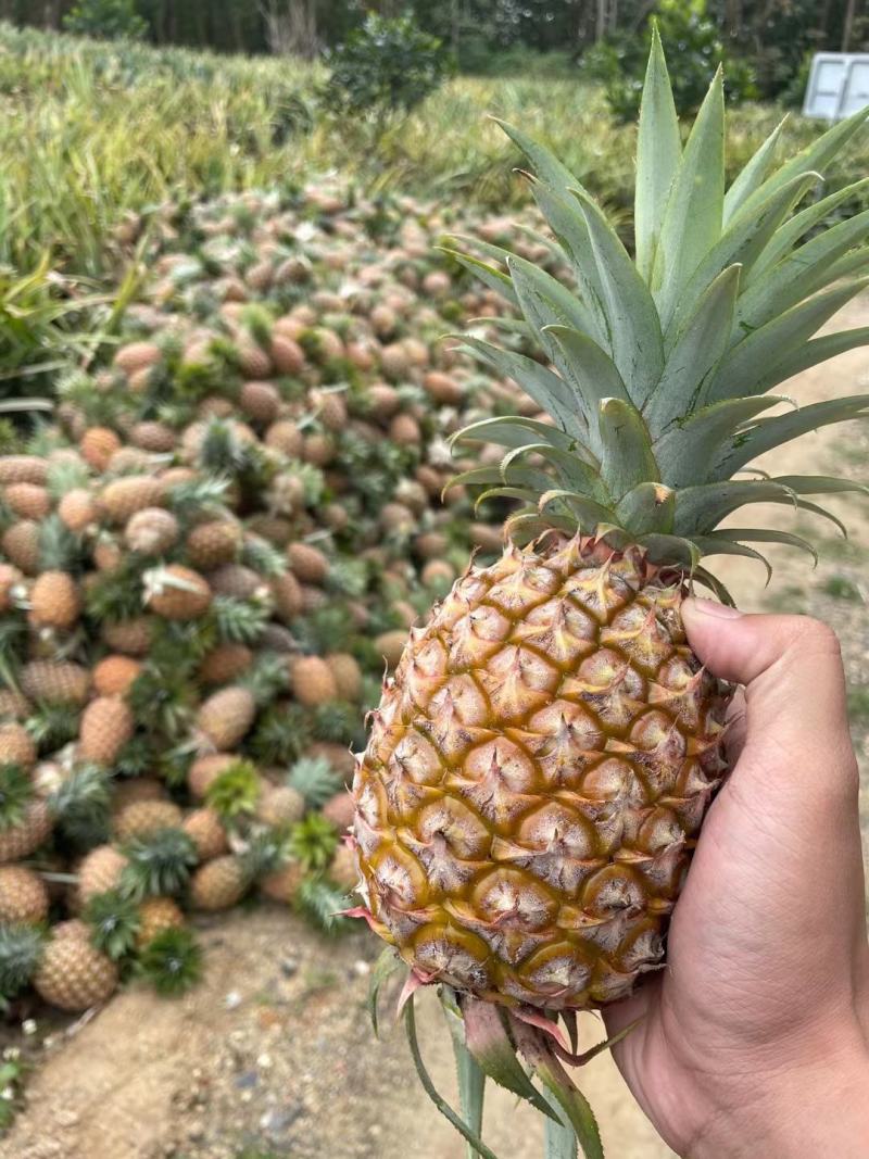 长期接单，品质稳定，持续到货