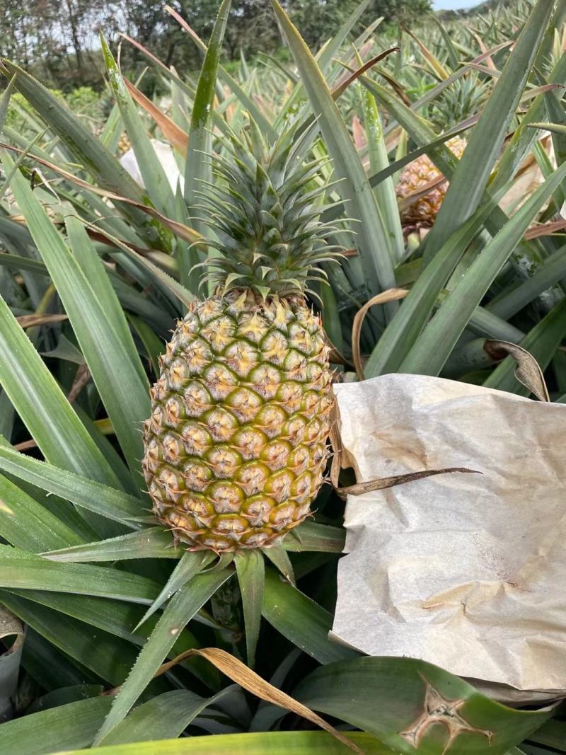长期接单，品质稳定，持续到货