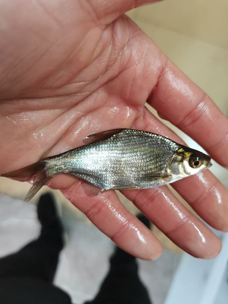 边鱼苗，武昌鱼苗，杂交边鱼苗，良种快大边鱼苗，品种齐全